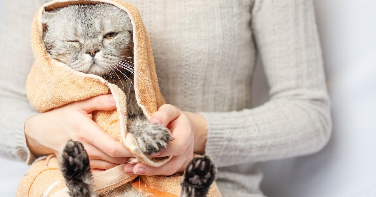 Curious Kitties! Why Do Cats Hate Water?